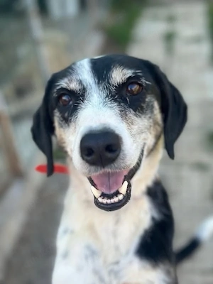 Daisy w  4J sucht ihren Herzensmenschen 