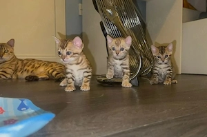 Zwei wunderschöne, Bengal-Kätzchen
