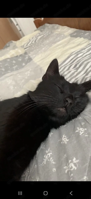 Suche schwarzes Katerchen 