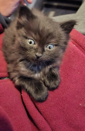 Wunderschöne BKH Katzenbabys
