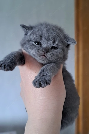 Bkh britisch kurzhaar blau kitten