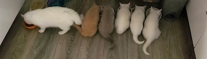 BKH Kitten 
