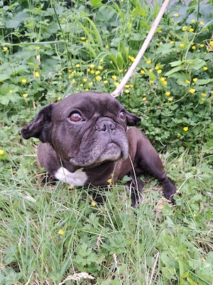 *EBBY* Die Hündin ist lieb, sanft und sozial. Sie sucht ein etwas ruhigeres Zuhause