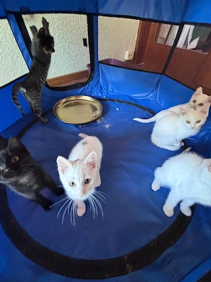 6 süße Katzenbabys   Kitten (13 Wochen alt) suchen ein neues Zuhause