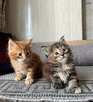 Maine Coon Kitten mit Stammbaum