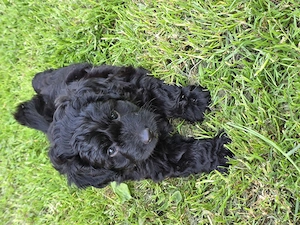 Mini aussiedoodle  mini australian shepherd zwergpudel 