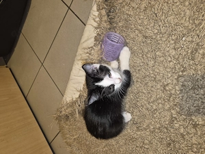 Sehr süsser kater sucht ein neues Zuhause