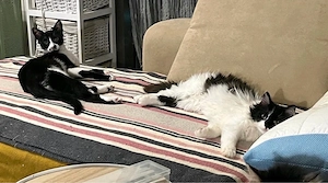 Mika & Soul  1J suchen zusammen ein Zuhause 