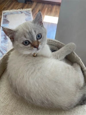 Liebevolle Katze sucht ein neues Zuhause 
