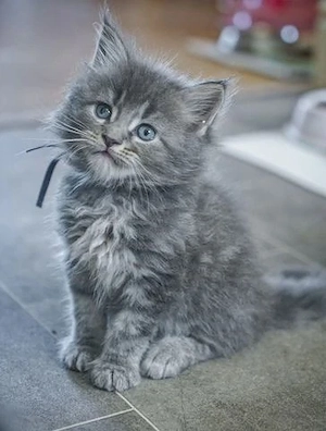 Wunderschöne, kräftige Maine-Coon-Kätzchen
