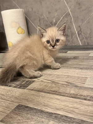 süsse katze 