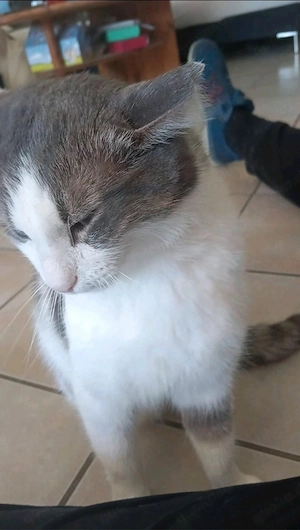 Odin m 2J sucht liebevolles zuhause 