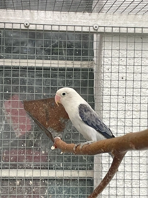 Pfirsichköpfchen