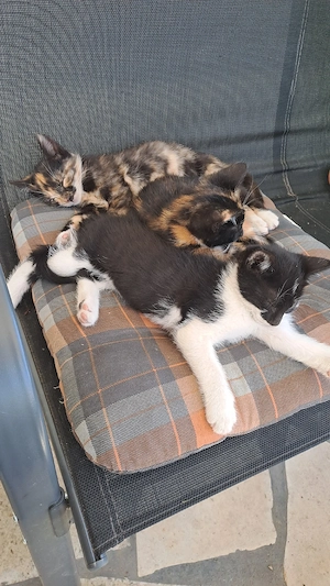 Kitten, Katzen, Katzenjunge
