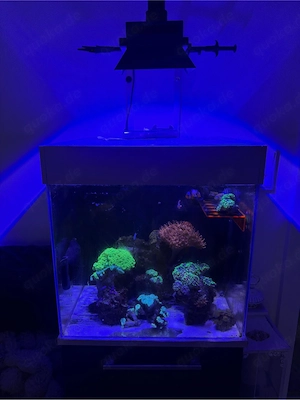 Meerwasseraquarium