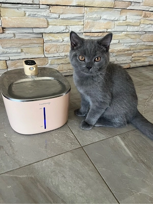 Zuckersüsse Bkh Kitten 14 Wochen  alt