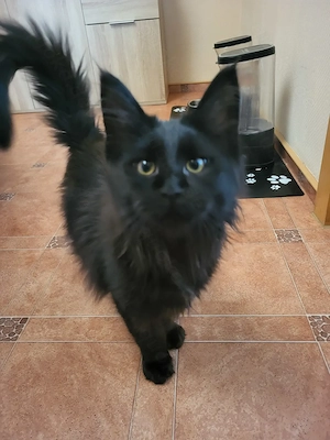 Reinrassige Maine Coon XXL 