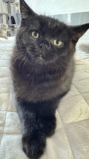 BKH Kitten zu verkaufen ,entwurmt und geimpft (  schoko )    Oberndorf am Neckar.    