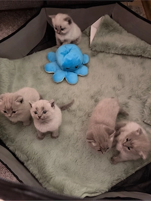 4 Bkh Kitten in seltenen Farben