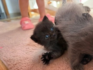 BKH kitten