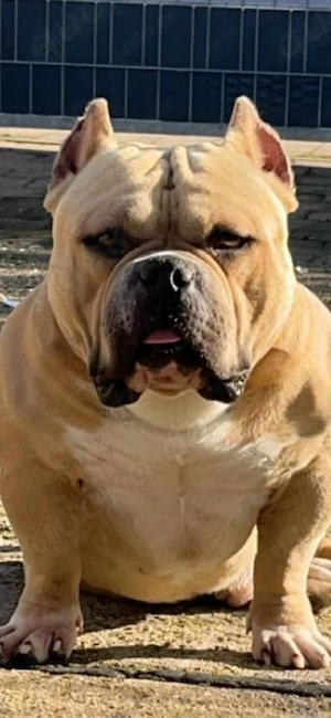 American pocket bully Extra class