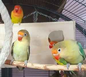 Agaporniden Unzertrennliche Pfirsichköpfchen Schwarzköpfchen Rosenköpfchen Lovebirds