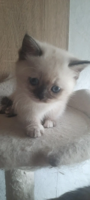 Blh Blh Katzenmädchen