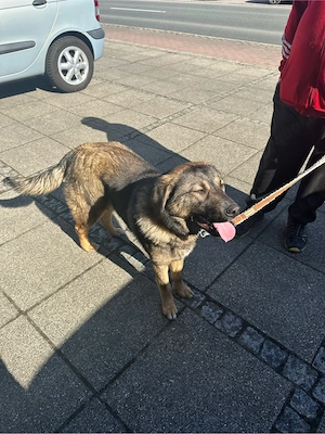 hirten hund zuverschenken