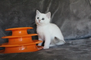  Baby Kätzchen