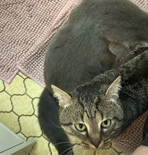 Liebevoller Kater der den namen Tiger trägt 