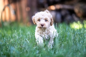 Lagotto Romagnolo Welpen