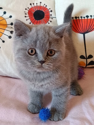Britisch kurzhaar Kitten 
