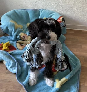 Chinese Crested Rüde 