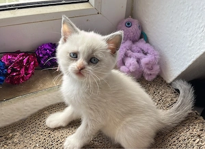 Süße BKH Kitten Bild 3