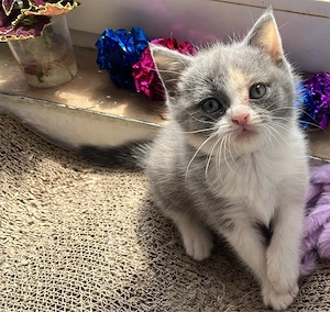 Süße BKH Kitten