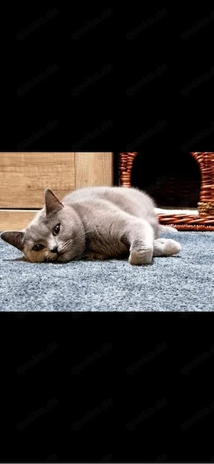 Süße BKH Kitten Bild 7