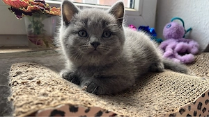 Süße BKH Kitten Bild 2