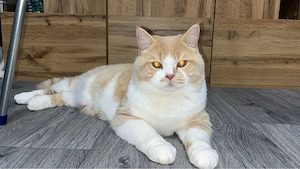 Süße BKH Kitten Bild 8