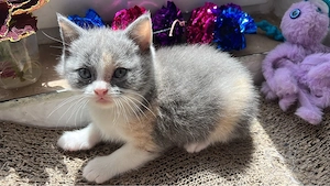 Süße BKH Kitten Bild 4
