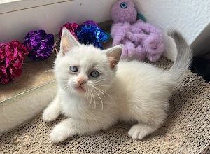 Süße BKH Kitten Bild 5