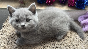 Süße BKH Kitten Bild 6