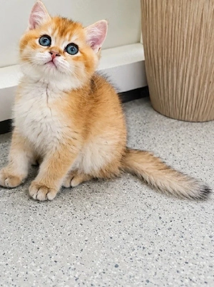 britisch kurz haar kater 