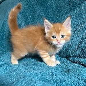 Wunderschöne kastrierte Maine-Coon-Kätzchen