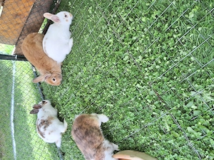 Zwergkaninchen