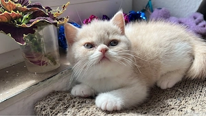 Süßes BKH Kitten