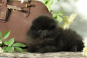 Süßer Pomeranian (Deutscher Zwergspitz) Welpe zu verkaufen