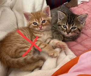 süsse Perser-Mix Kitten 