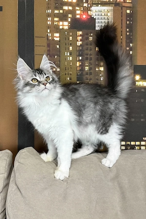Bildschöne Maine Coon Mix Traumkatze (5 Monate)   Kinderlieb, geimpft & super sozial!