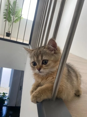 BKH kitten 