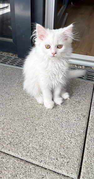 BLH kitten weiß 